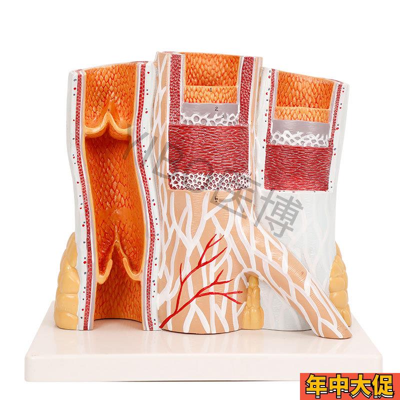 医博BIX-A3443动脉静脉血管解刨模型 人体血管解刨放大模型血管切