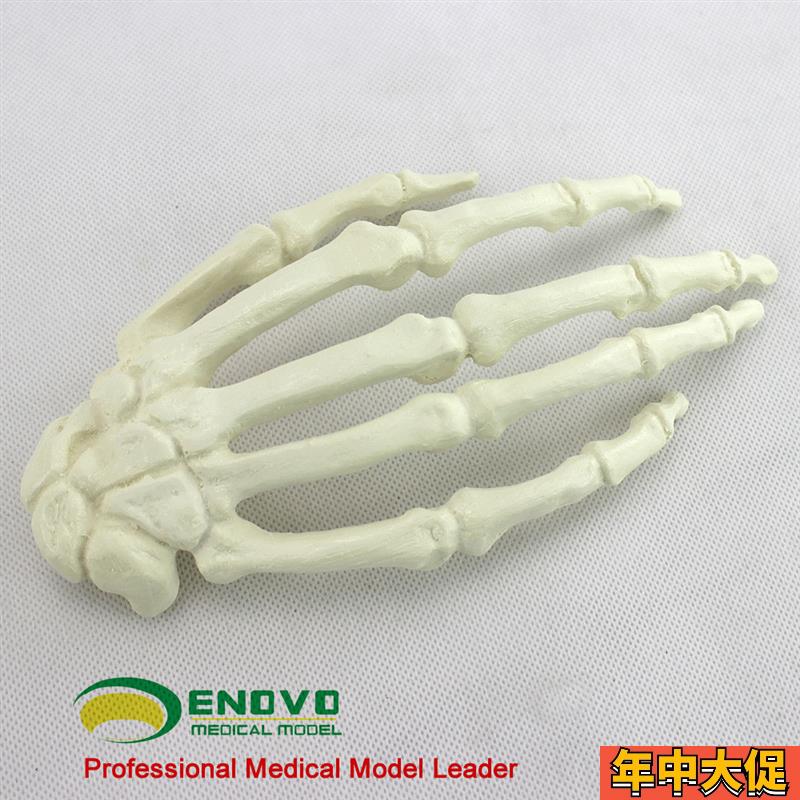 ENOVO颐诺骨科Sawbone手骨人工皮质骨松质骨指骨骨科植入仿真模型