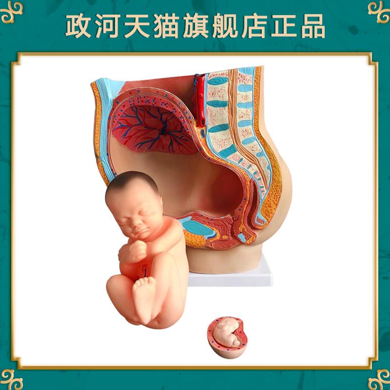 政河妊娠九个月胎儿形态模型女性怀孕婴儿子宫器官结构解剖医院用