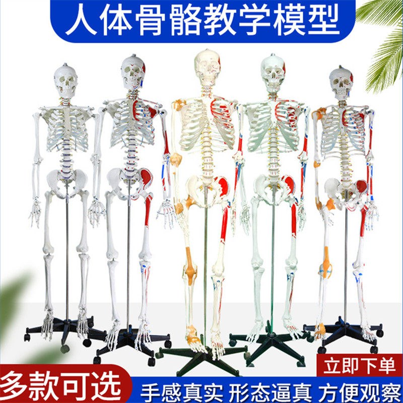 170cm人体大i骨骼模型 骷髅180CM骨架标本 带椎间盘 附神经根模