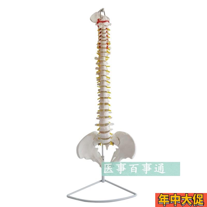 包邮新款 1:1人体脊柱模型 脊椎腰椎颈椎胸椎 正骨手法练习模型