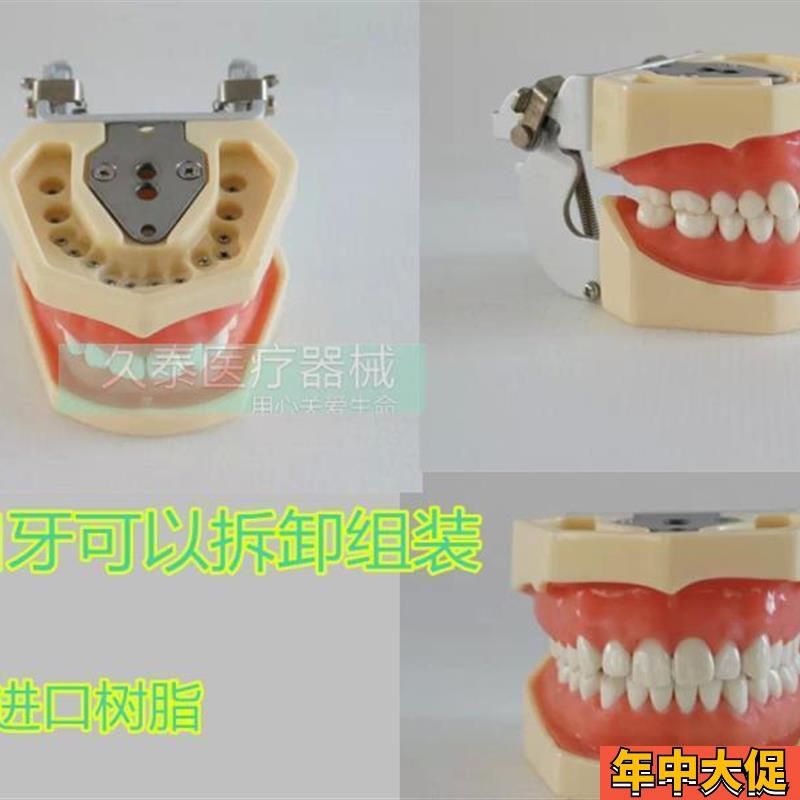 包邮标准牙颌模型口腔科备 全口牙齿可替换 日进牙颌配FE咬合架