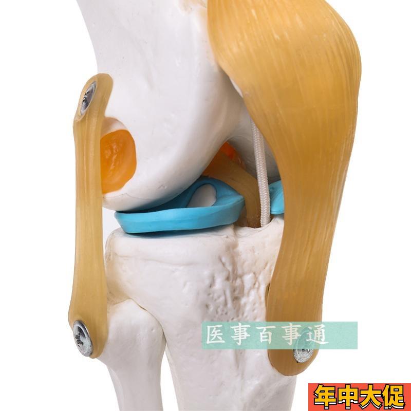 自然大膝关节模型人体骨骼 膝关节模型 骨骼模型 教学模型教具