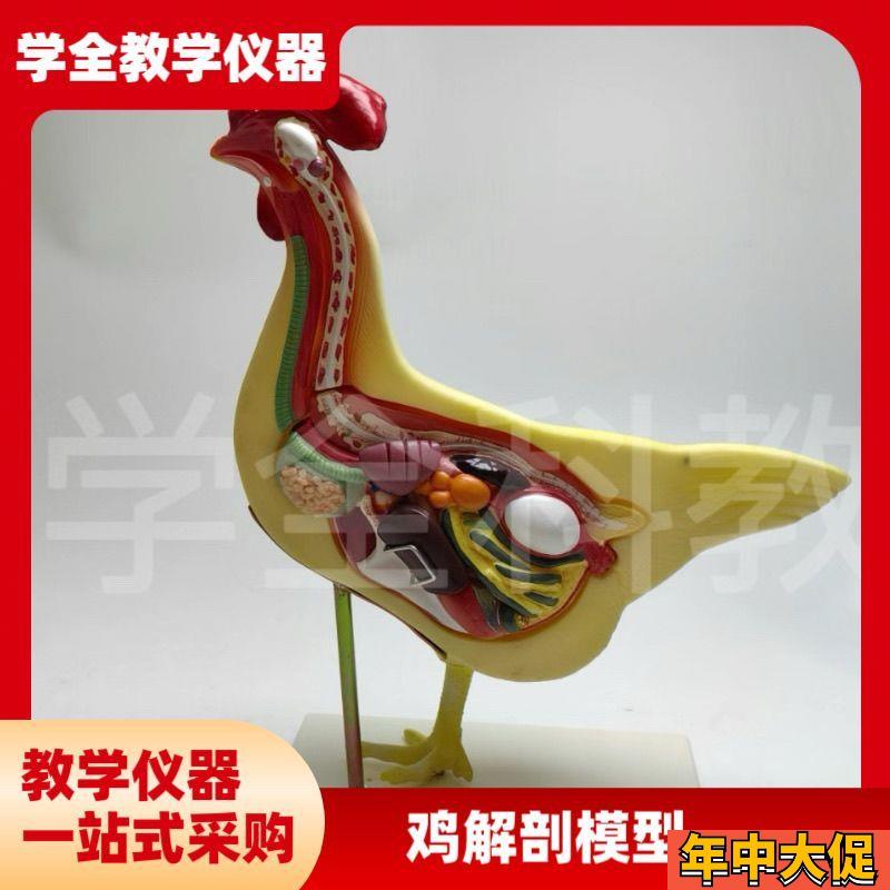鸡解剖模型鸡结构模型动物教学解剖模型兽医畜牧教学生物教学教具