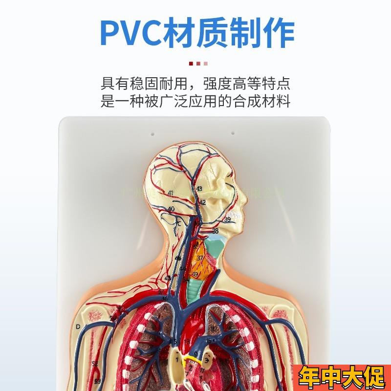 医学仿真人体血液循环系统模型心脏外科动脉静脉神经血管解剖教具