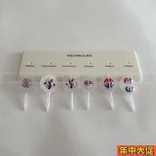 动物细胞减数分裂模型植物细胞有丝分裂生物教具中学生实验器材用