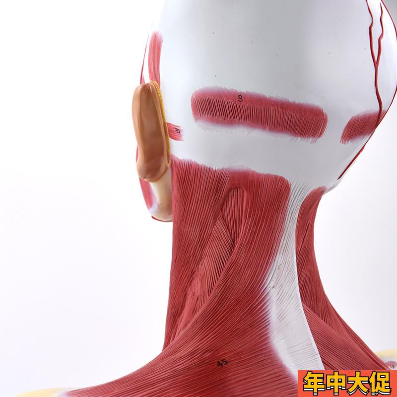 ENOVO颐诺人体头面部肌肉解剖头颈胸模型 艺用面部肌肉美术微整头