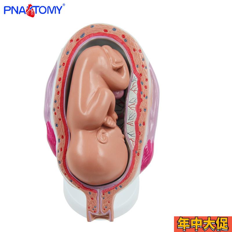 女性妊娠胚胎演变胎儿发育过程演示怀孕妇产科医用教学模型标本