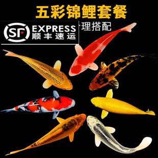 顺丰锦鲤鱼活体观赏鱼活鱼小型易养冷水淡水鱼小鱼苗锦鲤金鱼