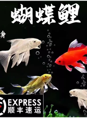顺丰台湾蝴蝶鲤鱼球体短身大鳍长尾冷水鱼锦鲤红色观赏鱼苗活体