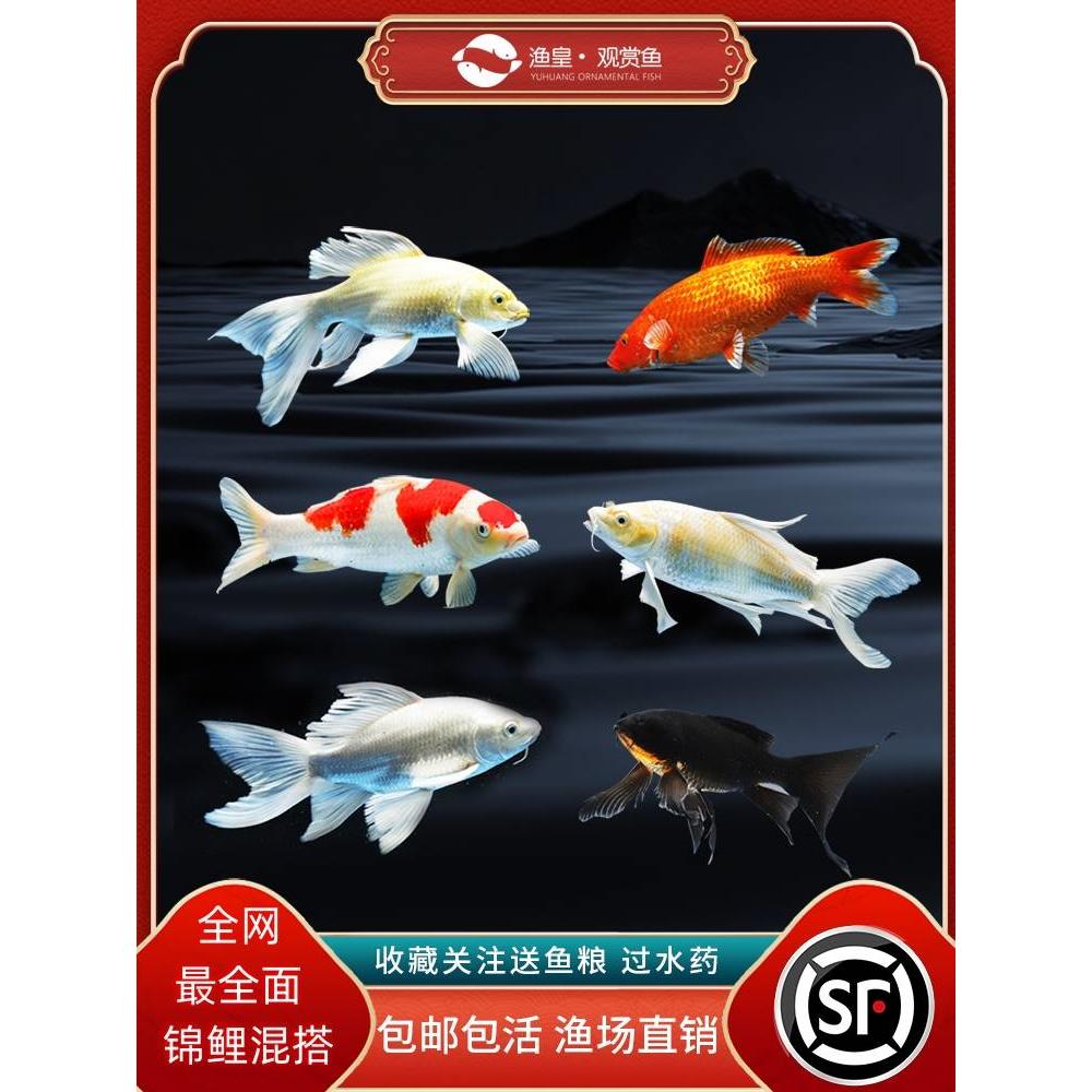 顺丰锦鲤鱼活鱼冷水淡水鱼苗观赏鱼金鱼小型好养耐活纯种红白三色图片