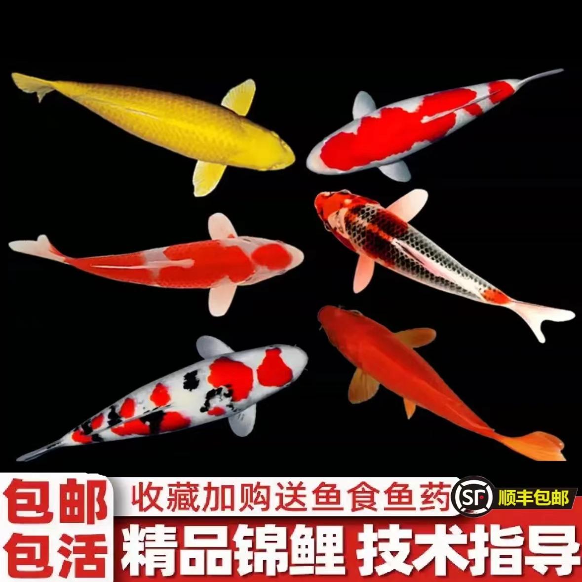 纯种红白三色观赏锦鲤活鱼大型高档冷水淡水金鱼易养耐活招财鱼苗