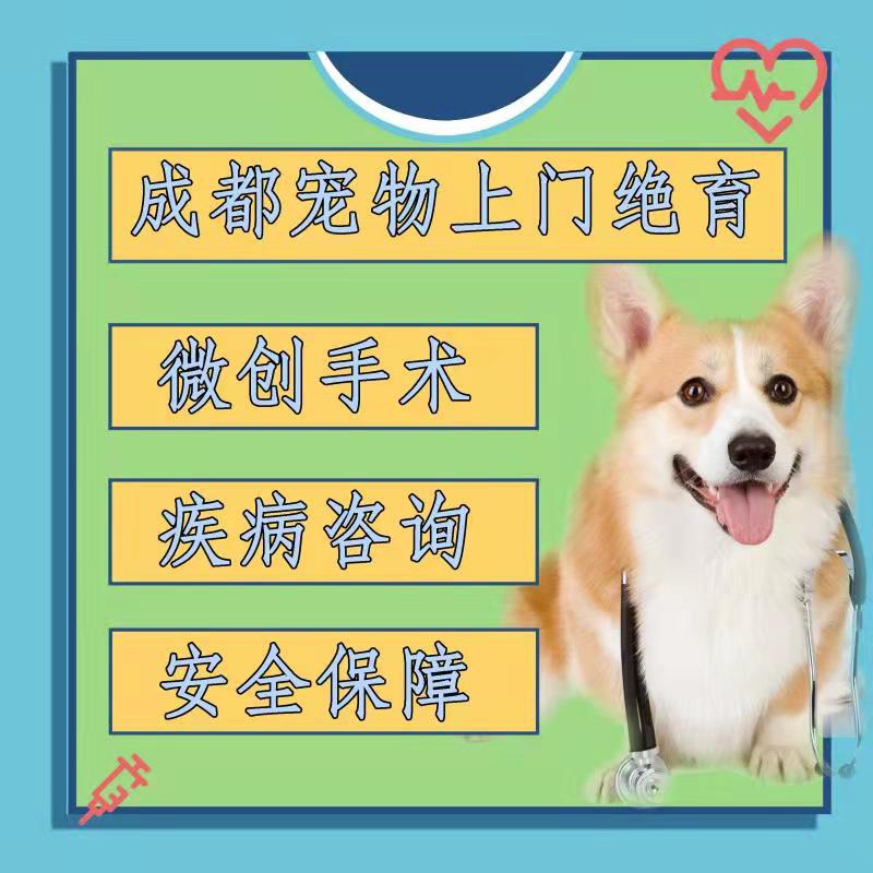 成都上门母猫公猫绝育
