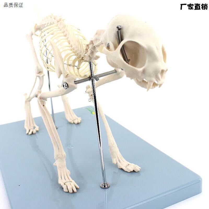 ENOVO颐U诺猫全身骨骼解剖模型兽医教学器材脊柱关节盆骨结构模型