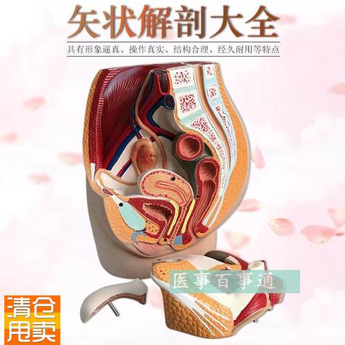 男性生殖泌尿h系统模型男性盆腔解剖结构模型前列腺男性生殖器
