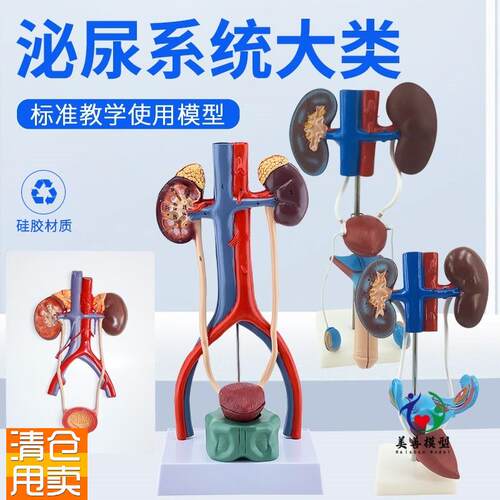 男性女性泌尿f生殖系统模型肾脏解剖模具膀胱输尿管结构造立体教