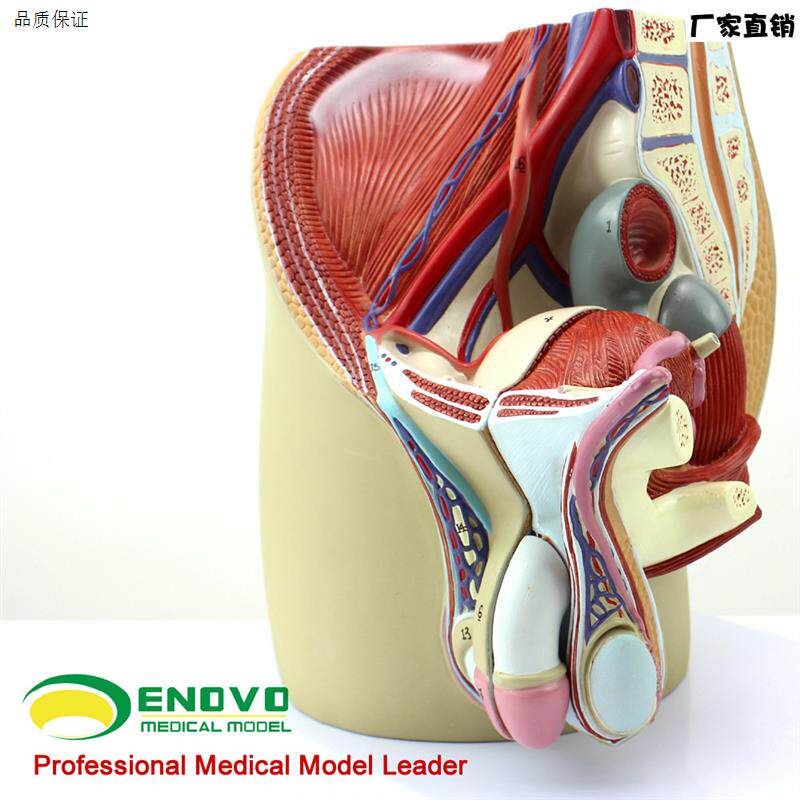 颐诺正品男性生殖泌尿Z系统模型男科盆腔解剖结构模型前列腺