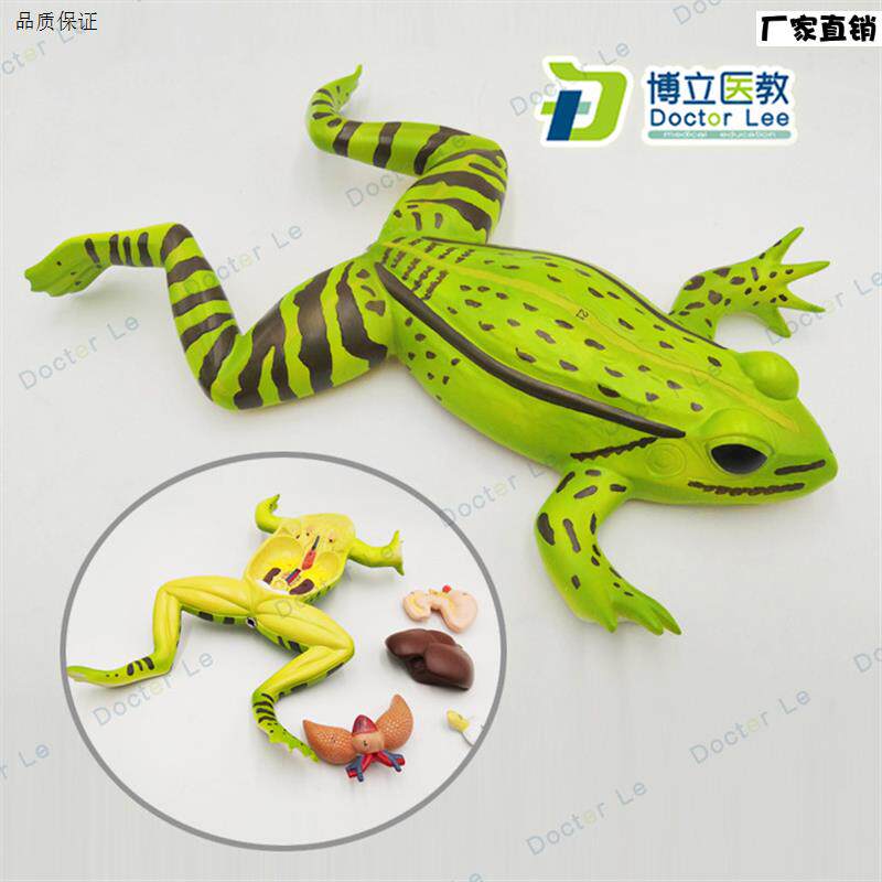 蟾蜍蛤蟆解剖模型青A蛙模型生物解剖学仿真青蛙标本动物模型