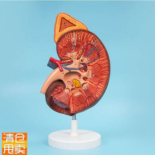 人体肾脏模型带肾上腺放大3倍带B标识肾结构输尿管泌尿系统仿真内