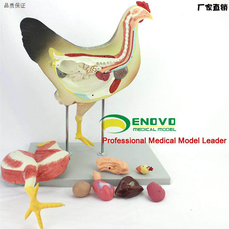 ENOVO正品鸡解剖模型牧器官内脏肌肉神经家禽畜兽d医学习动物解剖