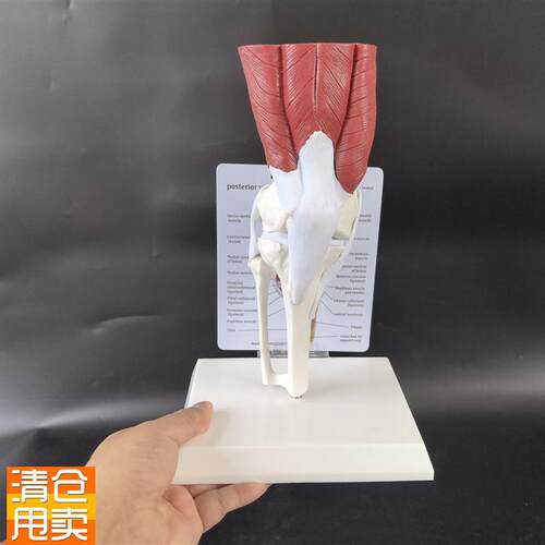 人体关节模型骨骼模型手脚w关节髋关节膝关节肘关节附带肌肉韧带