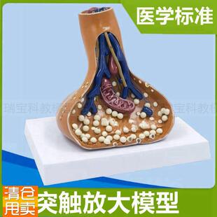 突触模型神经元细胞r脊髓横断面脊神经根胞体树突髓鞘医用