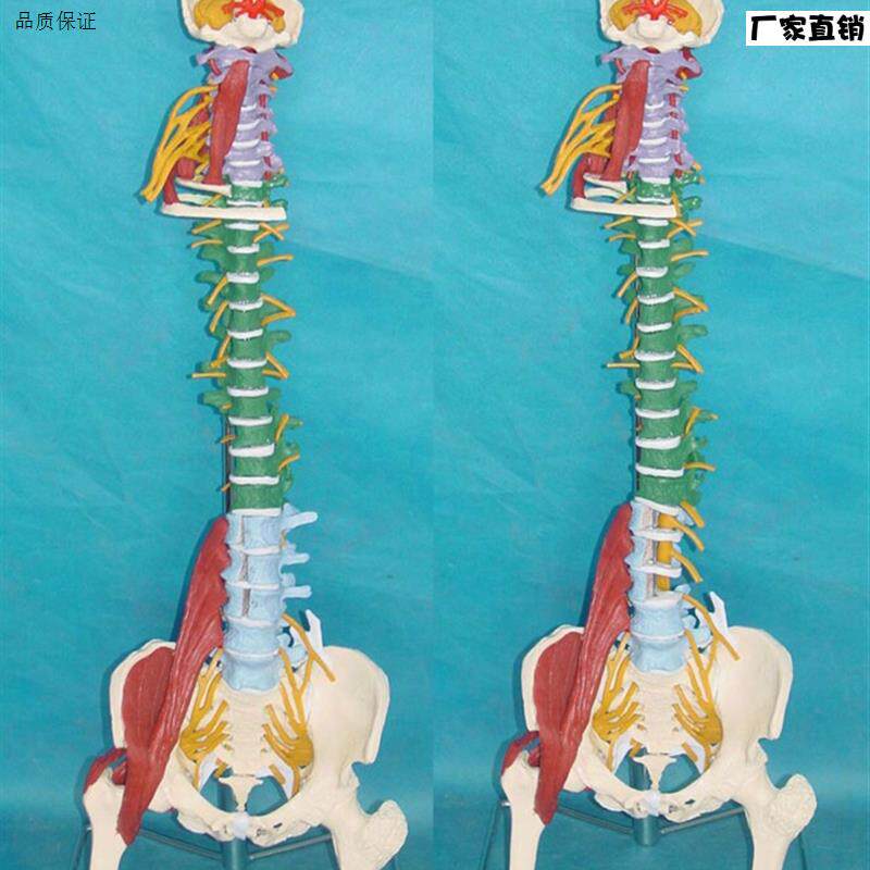 多功能人体脊椎骨骼模型人体脊柱骨架椎间盘u神经肌肉血管热销医