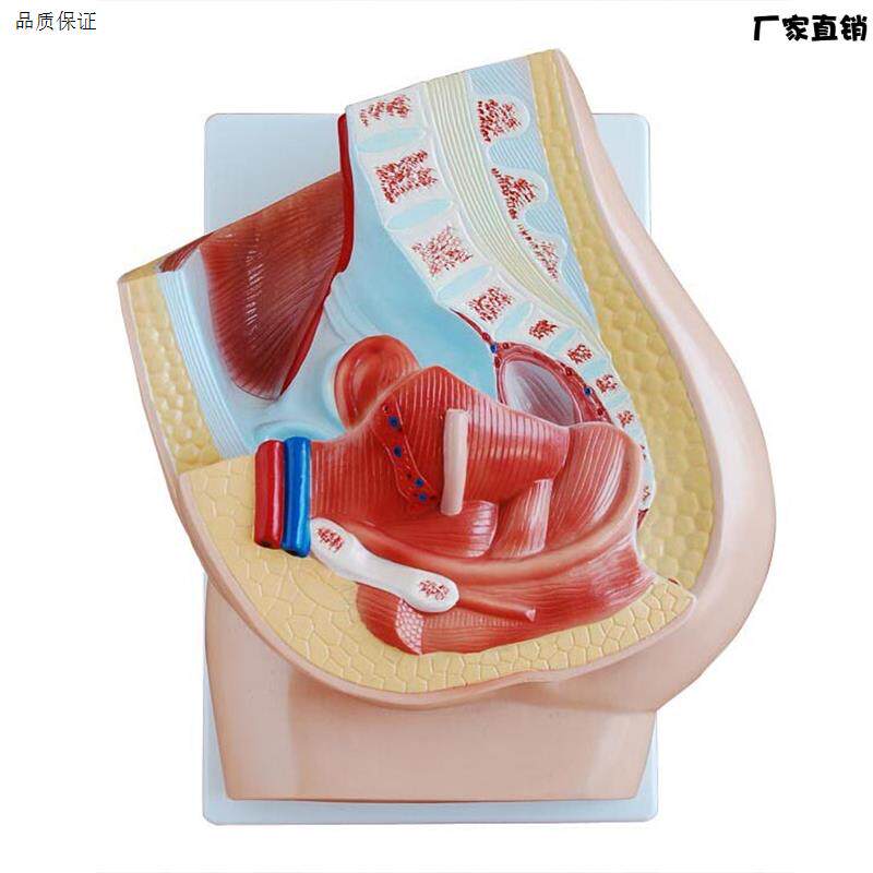 女性盆腔正中矢状解剖(2件),解剖模型,正中矢a状解剖盆腔结构模具