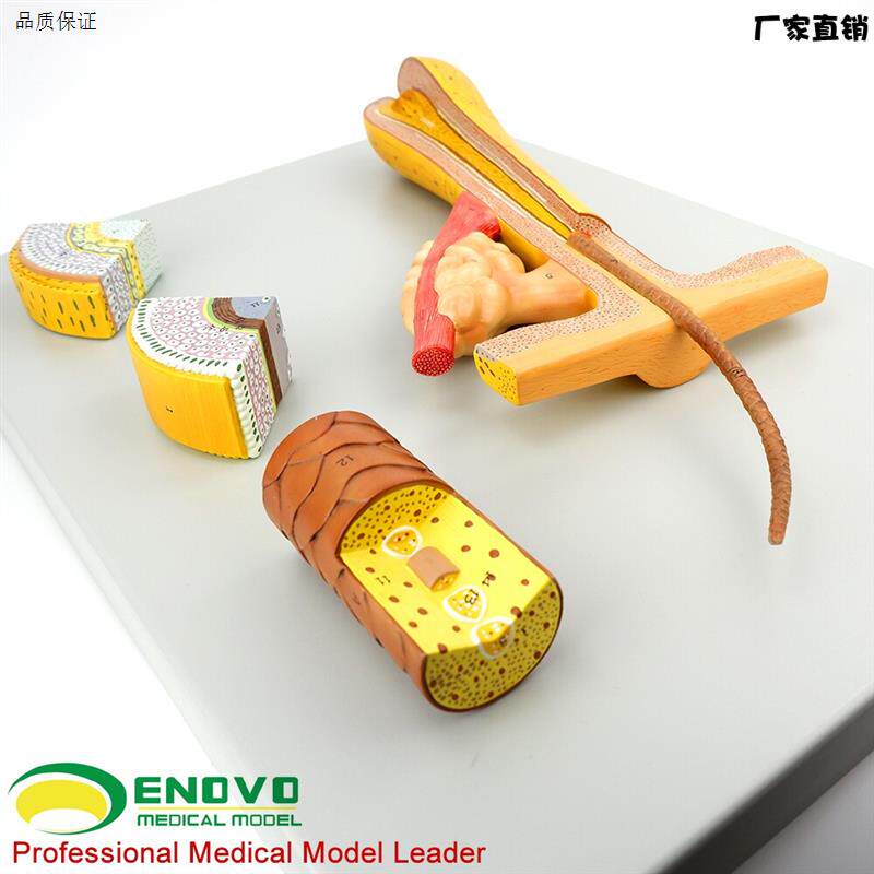 ENOVO颐诺毛发毛囊头发解剖结构模c型化妆美容美发教学培训头发