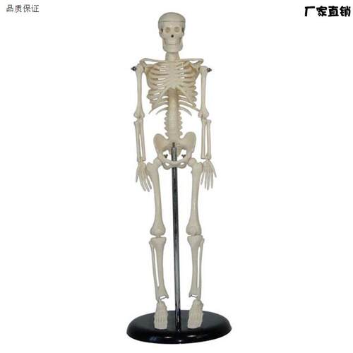 人体儿童骨骼模型k(42cm)小学科学教具拼装生物仪器教学仪器