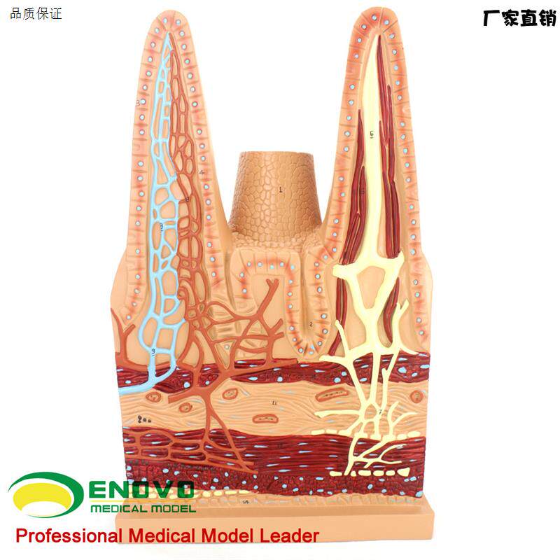ENOVO正品医学用人体小I肠绒毛解剖模型消化系统模型医用生物教学