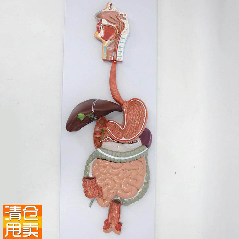 人体消化系统模型食管胃十二指肠大肠肝脏胰腺脾脏直Z肠肛管盲肠