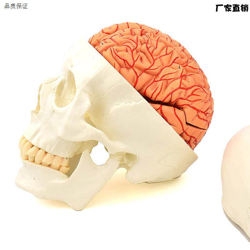 ENOVOl颐诺头颅骨附脑动脉模型颅脑动脉血管大脑解剖头骨模型
