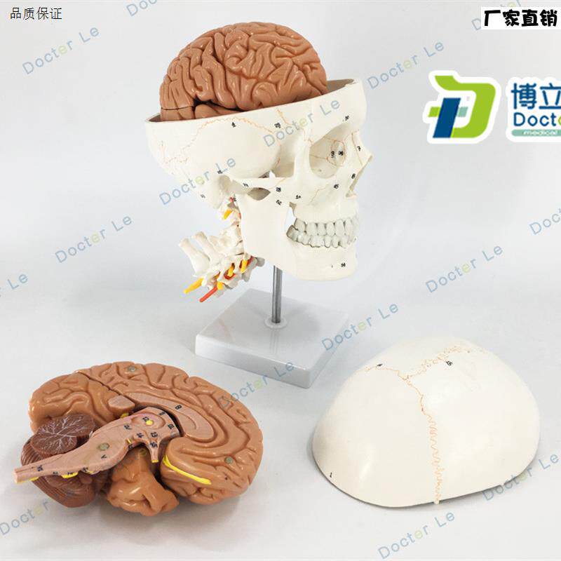 正品人体头颅骨大脑模型头骨模t型1:1颅脑颈椎神经科教学