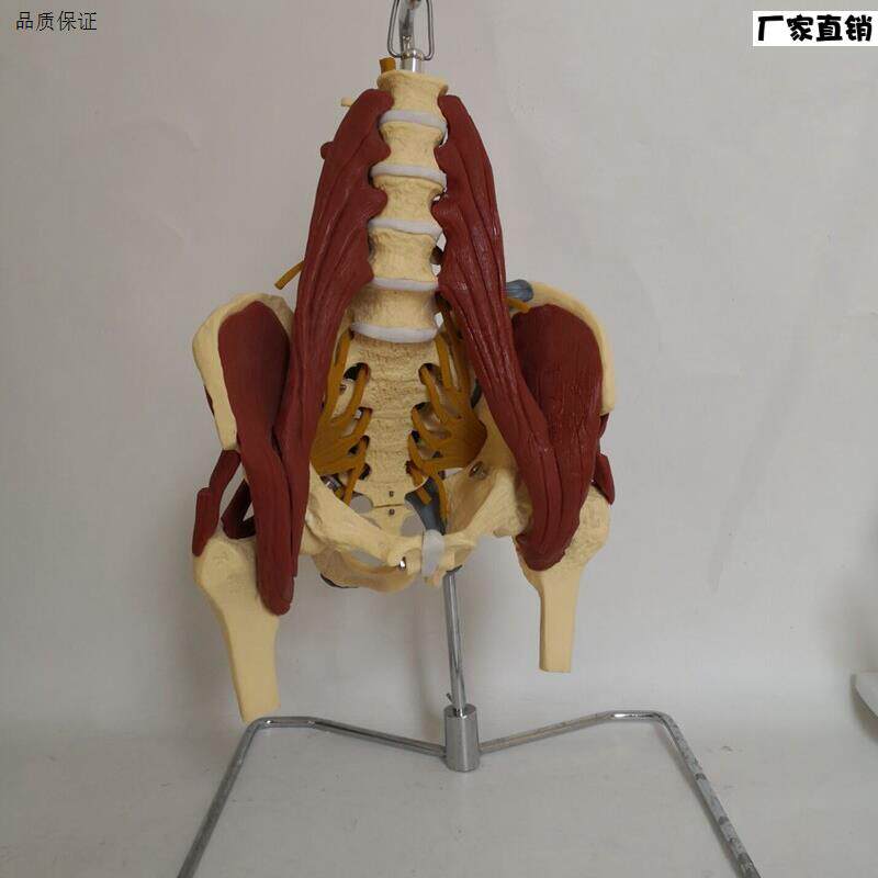 人体腰椎带肌w肉神经骨骼模型盆骨骶骨股骨产妇盆底肌修复演示