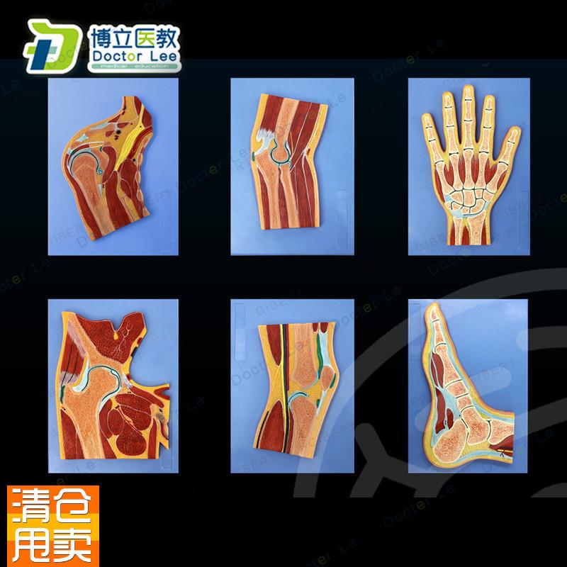 ct肩关节肘g关节手关节髋关节膝关节脚关节局解切面解剖学