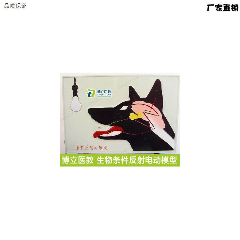 条件反射电动模型生物教学模型教用医E学生物条件反射形成模型