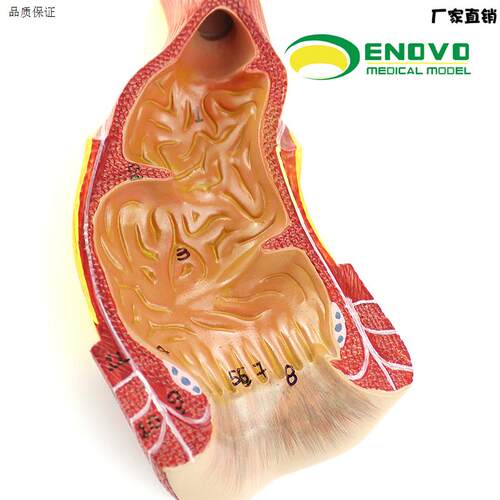 ENOVO颐诺医学人体直肠肛管肛N门解剖结构模型肛肠科外科消化系统