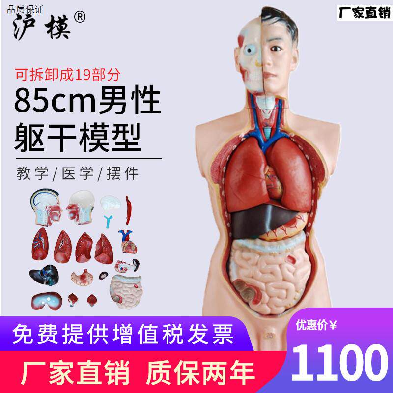 沪模85cm男性躯干模型可拆分19部件人体内脏解剖胸腹部器官结Y构
