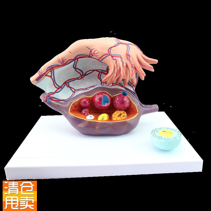 ENOVO颐诺卵巢子宫模t型医学妇科教学卵巢结构模型女性生殖系统