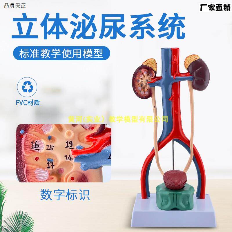 人体泌尿系统模型肾输尿管膀胱尿道解剖医学泌y尿科泌尿系统模型