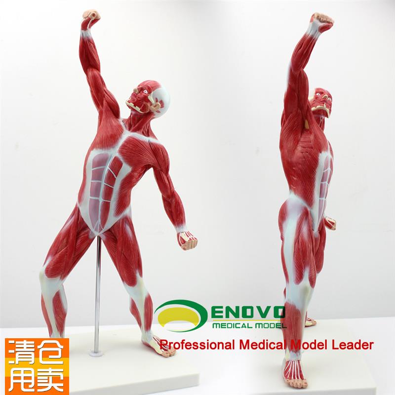 ENOVO正品医用艺用人体美术全身肌肉模型浅P层肌肉解剖运动系统