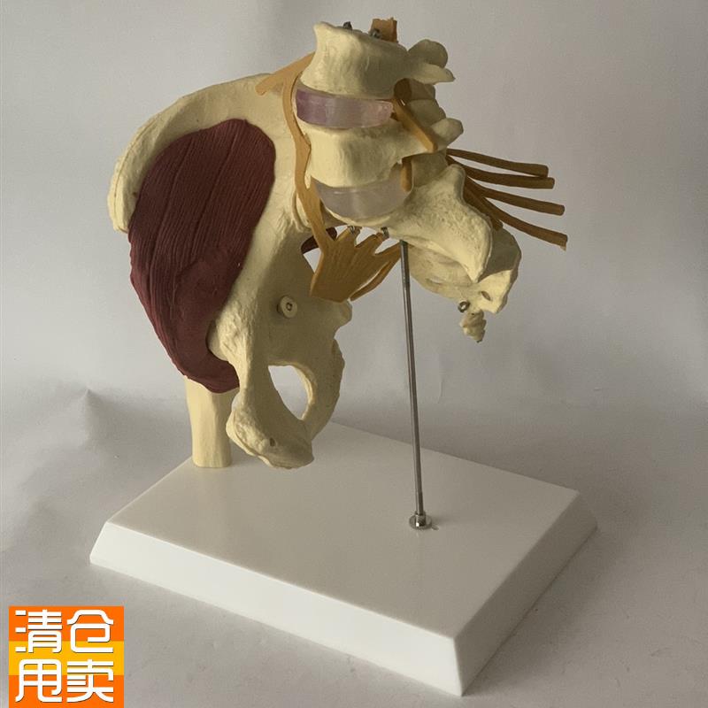 人体女性盆骨开合瑜伽演示髋关节教具骨J盆修复肌肉神经椎间盘突