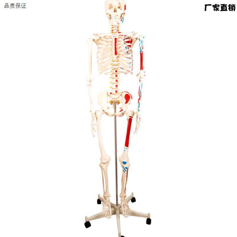 医学170CM人体o骨骼模型肌肉骨架标本解剖脊柱骨科教学具