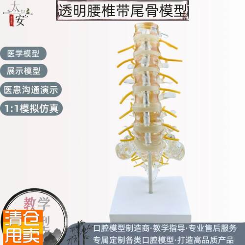 透明腰椎带尾骨椎间盘脊神经骶骨尾椎骨模M型脊椎脊柱骨科立体教