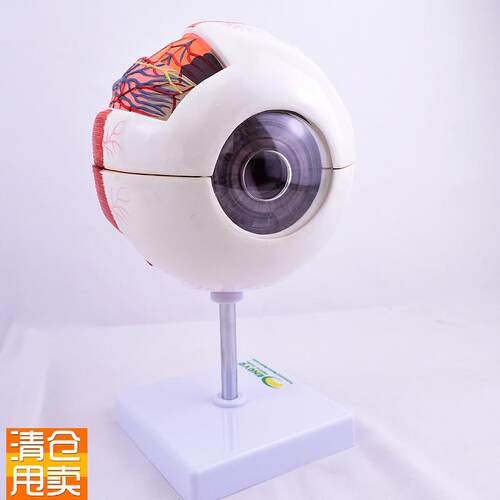 ENOVO颐诺版k医学人体眼球解剖模型眼睛结构模型眼珠眼球眼角膜模