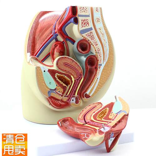 ENOVO颐诺女性盆腔解剖模型人体C生殖泌尿系统子宫妇科医学模型骨