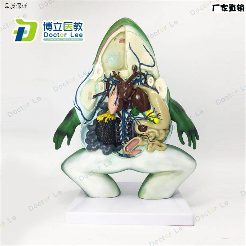 厂家直销仿真青蛙放大解剖模型生物医z学模型实验室用教学演示用