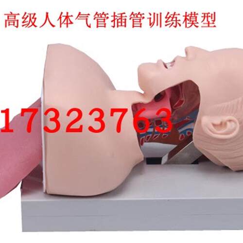 成人气管插d管训练模型人体气管插管训练模型气管插管模型