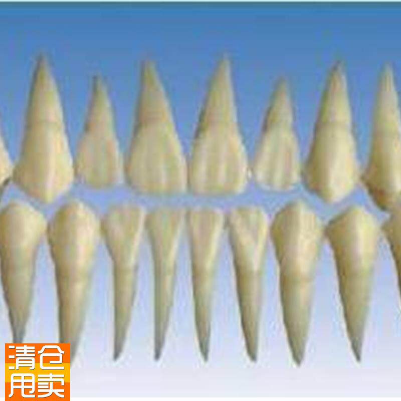 2倍大单b色牙粒牙齿模型雕牙指导牙冠牙体解剖学牙齿构造模型
